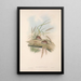 Les mammifères d'Australie Pl129 - John Gould — oprawiony obraz na ścianie
