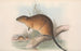 Les mammifères d'Australie Pl131 - John Gould — widok dzieła