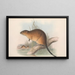 Les mammifères d'Australie Pl131 - John Gould — oprawiony obraz na ścianie