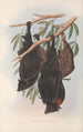 Les mammifères d'Australie Pl136 - John Gould — widok dzieła