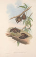 Les mammifères d'Australie Pl139 - John Gould — widok dzieła