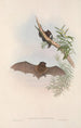 Les mammifères d'Australie Pl148 - John Gould — widok dzieła
