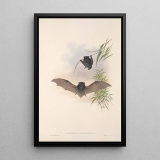 John Gould - The mammals of Australia Pl150.webp