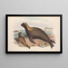 Les mammifères d'Australie Pl155 - John Gould — oprawiony obraz na ścianie