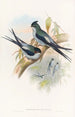 Martinet arboricole Wallace - John Gould — widok dzieła
