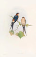 Hirondelle de mosquée occidentale - John Gould — widok dzieła