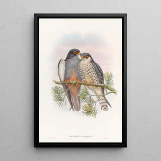 John Gould - Whitewinged Redfooted Kestrel.webp