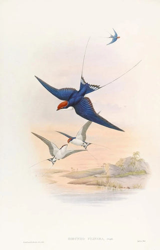 John Gould - Wiretailed Swallow.webp
