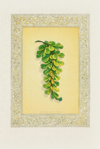 John Henry Ingram - Maiden Hair Fern.webp