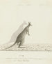 Macropus sp. Kangur - John Hunter — widok dzieła