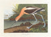 Młoda łyska amerykańska w zimowym upierzeniu - John James Audubon — widok dzieła