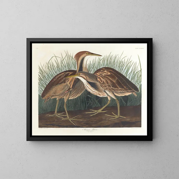 Butor d'Amérique - John James Audubon — oprawiony obraz na ścianie