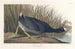 Foulque d'Amérique - John James Audubon — widok dzieła