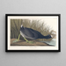 Foulque d'Amérique - John James Audubon — oprawiony obraz na ścianie