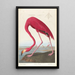 Flamant d'Amérique - John James Audubon — oprawiony obraz na ścianie