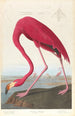 Flamant d'Amérique - John James Audubon — widok dzieła