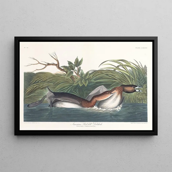 Amerykański grzywacz z dużym dziobem - John James Audubon — oprawiony obraz na ścianie