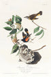 Płomykówki amerykańskiej - John James Audubon — widok dzieła