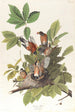 Merle d'Amérique - John James Audubon — widok dzieła