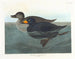 Kanadyjka krzyżówka amerykańska - John James Audubon — widok dzieła