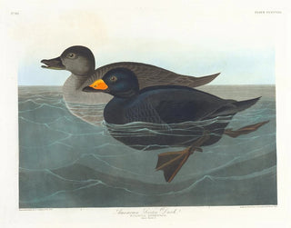 John James Audubon - American scoter duck.webp