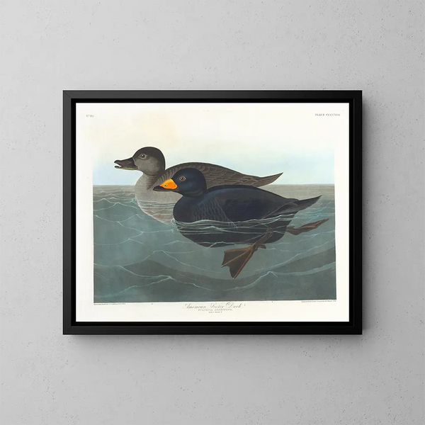 Kanadyjka krzyżówka amerykańska - John James Audubon — oprawiony obraz na ścianie
