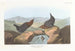 Cincle d'Amérique - John James Audubon — widok dzieła