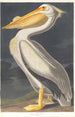 Biały pelikan amerykański - John James Audubon — widok dzieła