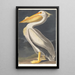 Biały pelikan amerykański - John James Audubon — oprawiony obraz na ścianie
