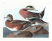 Kanadyjka amerykańska - John James Audubon — widok dzieła