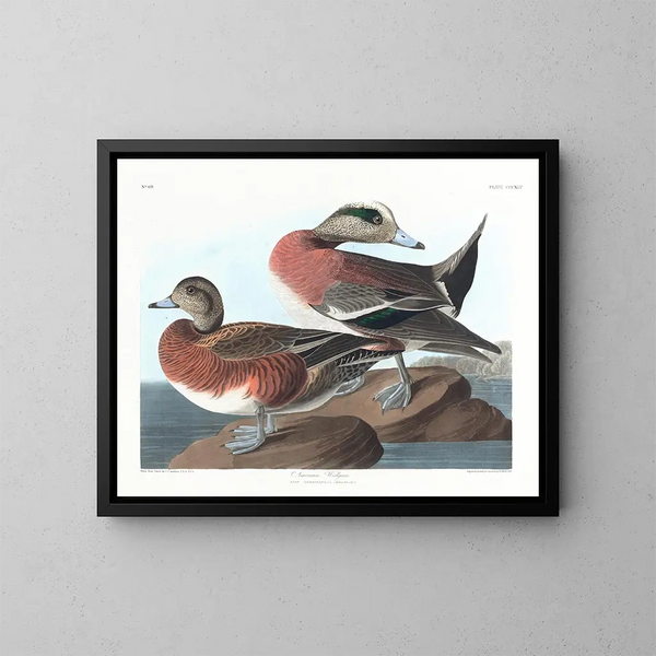 Kanadyjka amerykańska - John James Audubon — oprawiony obraz na ścianie
