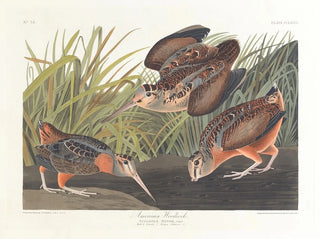 Bécasse d'Amérique - John James Audubon — widok dzieła