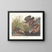Bécasse d'Amérique - John James Audubon — oprawiony obraz na ścianie