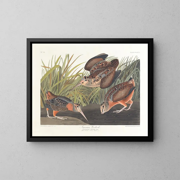 Bécasse d'Amérique - John James Audubon — oprawiony obraz na ścianie