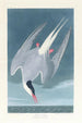 Gwiazdy Arktyki - John James Audubon — widok dzieła
