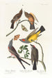 Tyran de l'Arkansas Tyran à queue fourchue - John James Audubon — widok dzieła