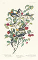 Paruline d'Audubon Paruline solitaire Paruline à gorge grise - John James Audubon — widok dzieła