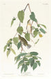 Paruline automnale - John James Audubon — widok dzieła