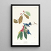 Paruline azurée - John James Audubon — oprawiony obraz na ścianie