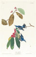 Paruline azurée - John James Audubon — widok dzieła