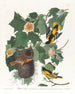Orzeł Bielik - John James Audubon — widok dzieła
