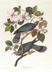 Ptak gołębi z prążkowanym ogonem - John James Audubon — widok dzieła