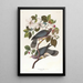 Ptak gołębi z prążkowanym ogonem - John James Audubon — oprawiony obraz na ścianie