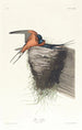 Hirondelle rustique - John James Audubon — widok dzieła