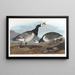 Oie bernache - John James Audubon — oprawiony obraz na ścianie