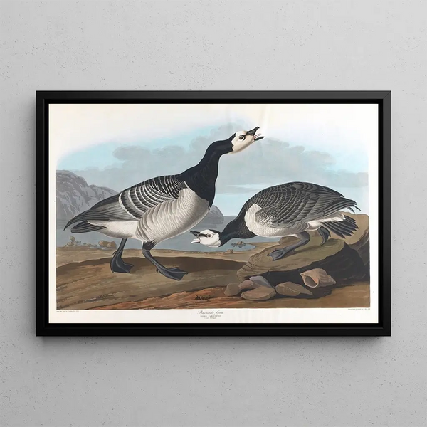 Oie bernache - John James Audubon — oprawiony obraz na ścianie