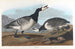 Oie bernache - John James Audubon — widok dzieła