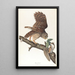 Rysowana sowa - John James Audubon — oprawiony obraz na ścianie