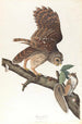 Rysowana sowa - John James Audubon — widok dzieła