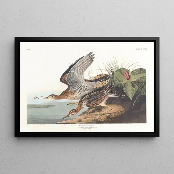 John James Audubon - Bartram sandpiper.webp